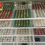 تخم قرقاول نطفه دار