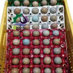 Learn more about pheasant eggs