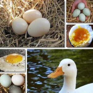 the benefits of Duck egg