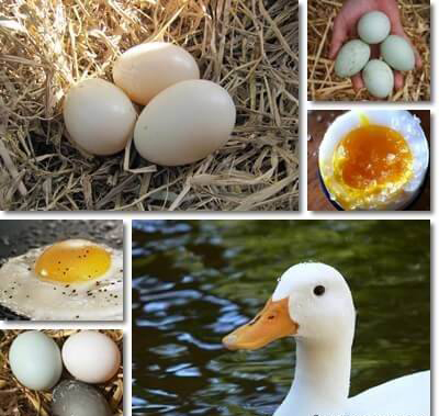the benefits of Duck egg
