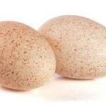 Properties of turkey egg
