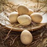 Amazing properties Partridge egg