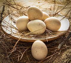 Amazing properties Partridge egg
