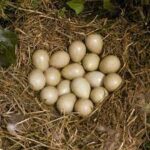 Important properties of edible partridge eggs