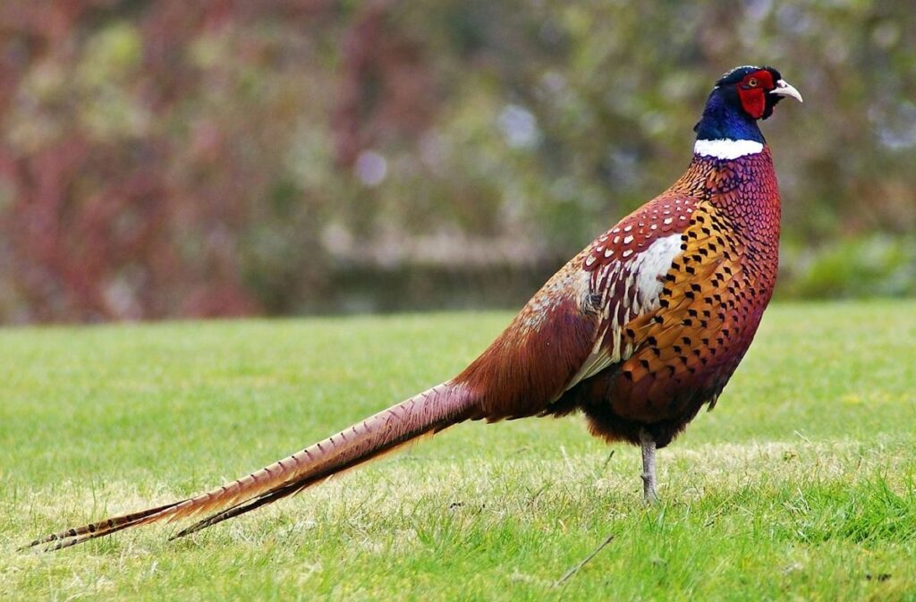 قرقاول pheasant