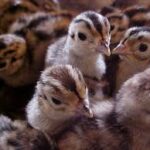 Breeding and maintenance of pheasant chicks