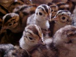 Breeding and maintenance of pheasant chicks